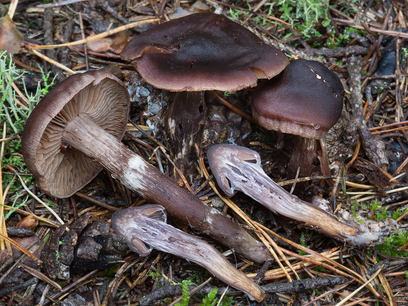 Cortinarius nigrellus